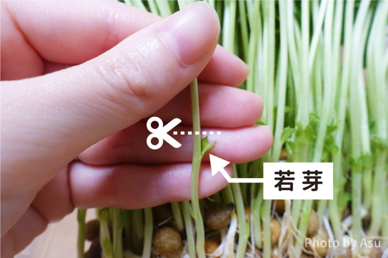 豆苗の若芽の写真