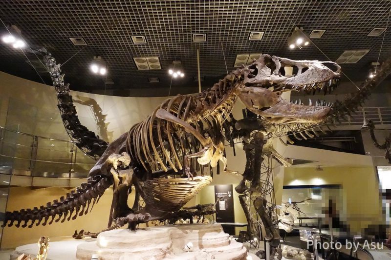 ティラノサウルスの化石の写真
